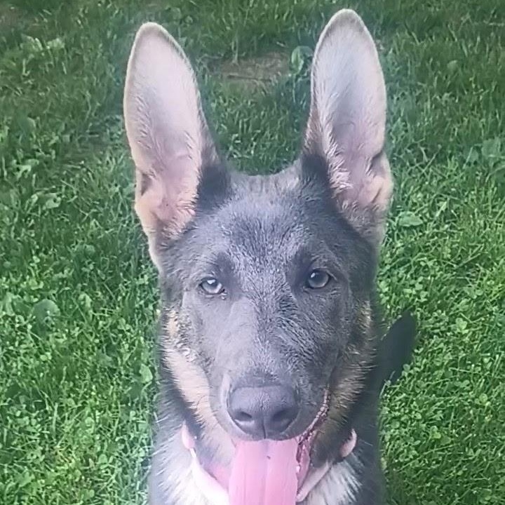 Indigo, ADOPTABLE, Puppy Female German Shepherd Dog.