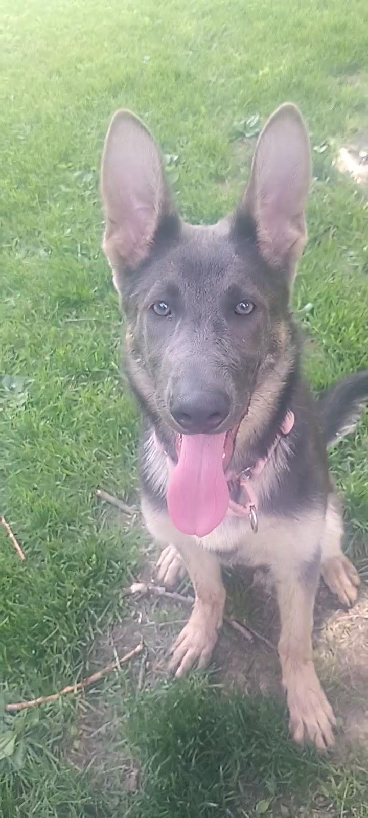 Enlarge Indigo, a ADOPTABLE German Shepherd Dog in Cleveland, OH image 3/5