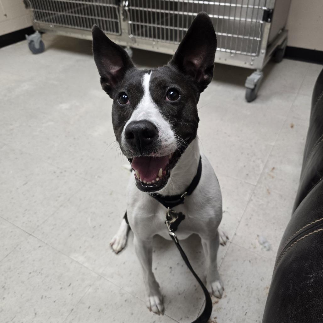 Enlarge Charley, a Adoptable Mixed Breed in Mentor, OH image 1/6