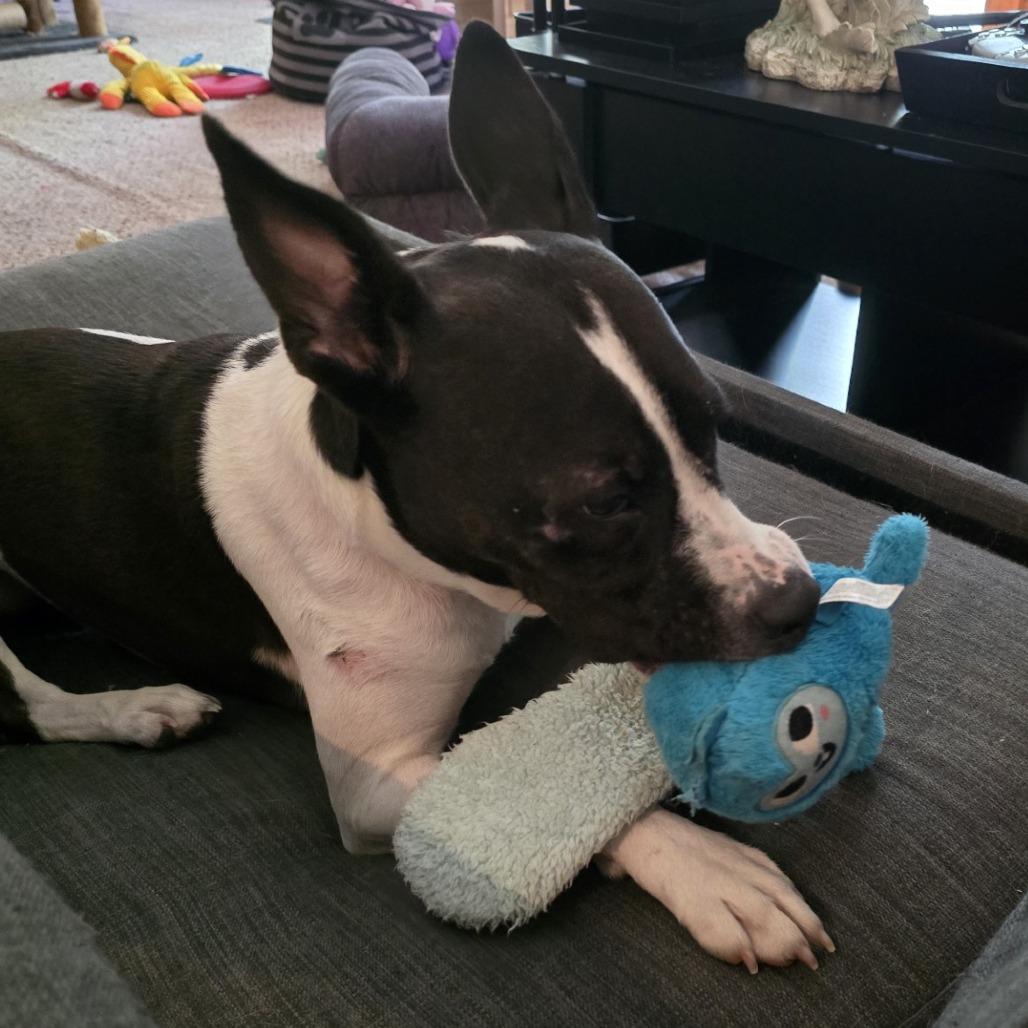 Enlarge Charley, a Adoptable Mixed Breed in Mentor, OH image 2/6