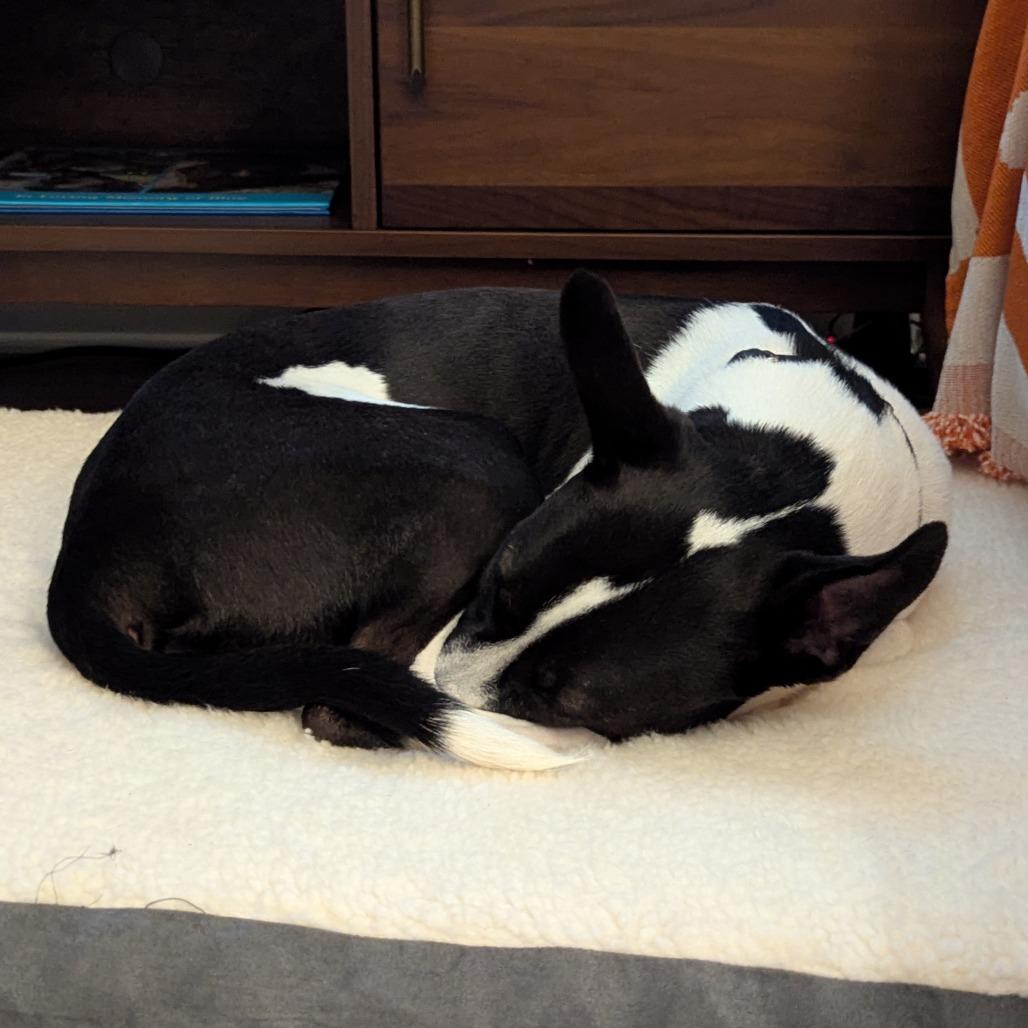 Enlarge Charley, a Adoptable Mixed Breed in Mentor, OH image 3/6