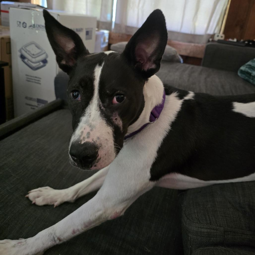 Enlarge Charley, a Adoptable Mixed Breed in Mentor, OH image 4/6