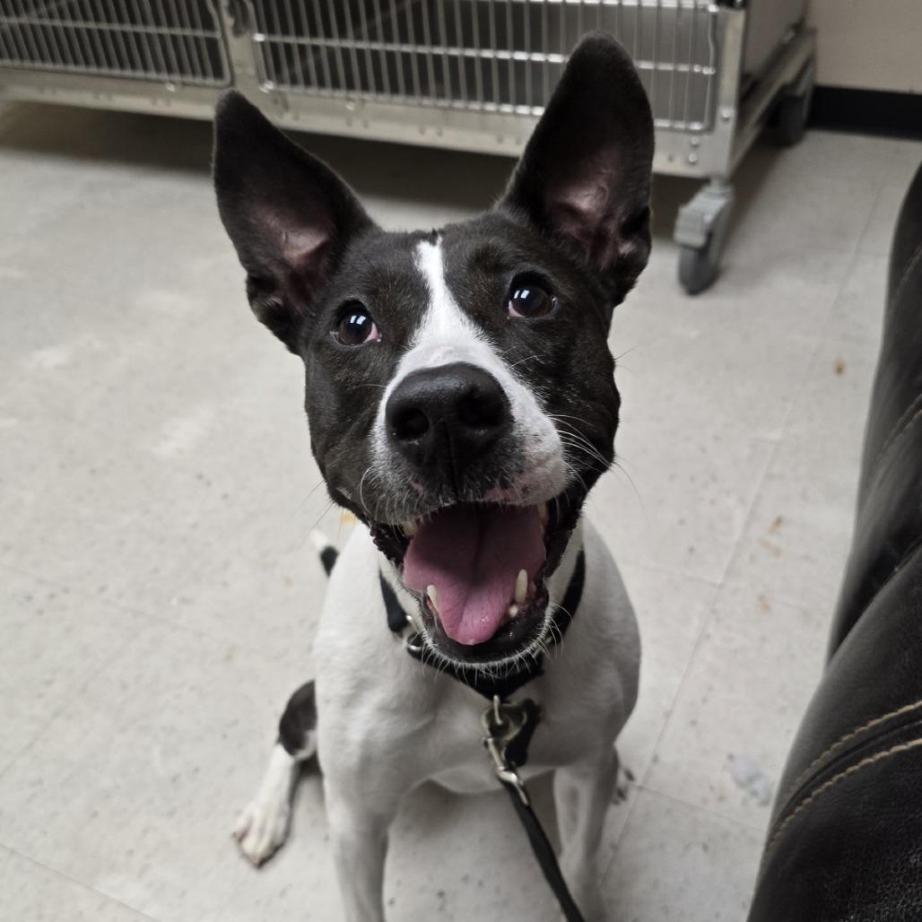 Enlarge Charley, a Adoptable Mixed Breed in Mentor, OH image 5/6