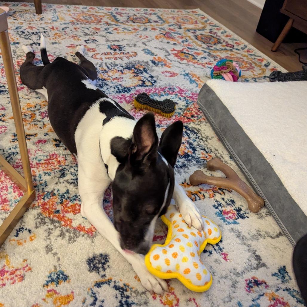 Enlarge Charley, a Adoptable Mixed Breed in Mentor, OH image 6/6