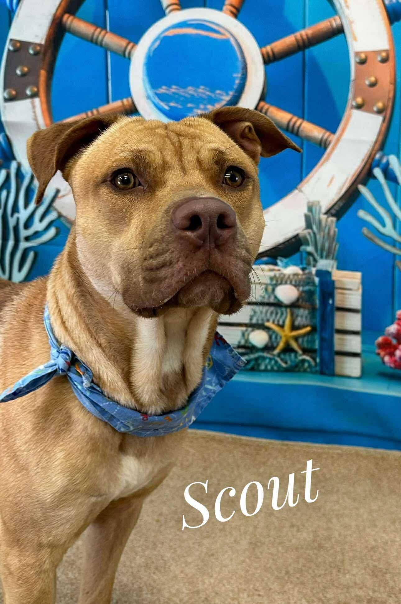 Scout