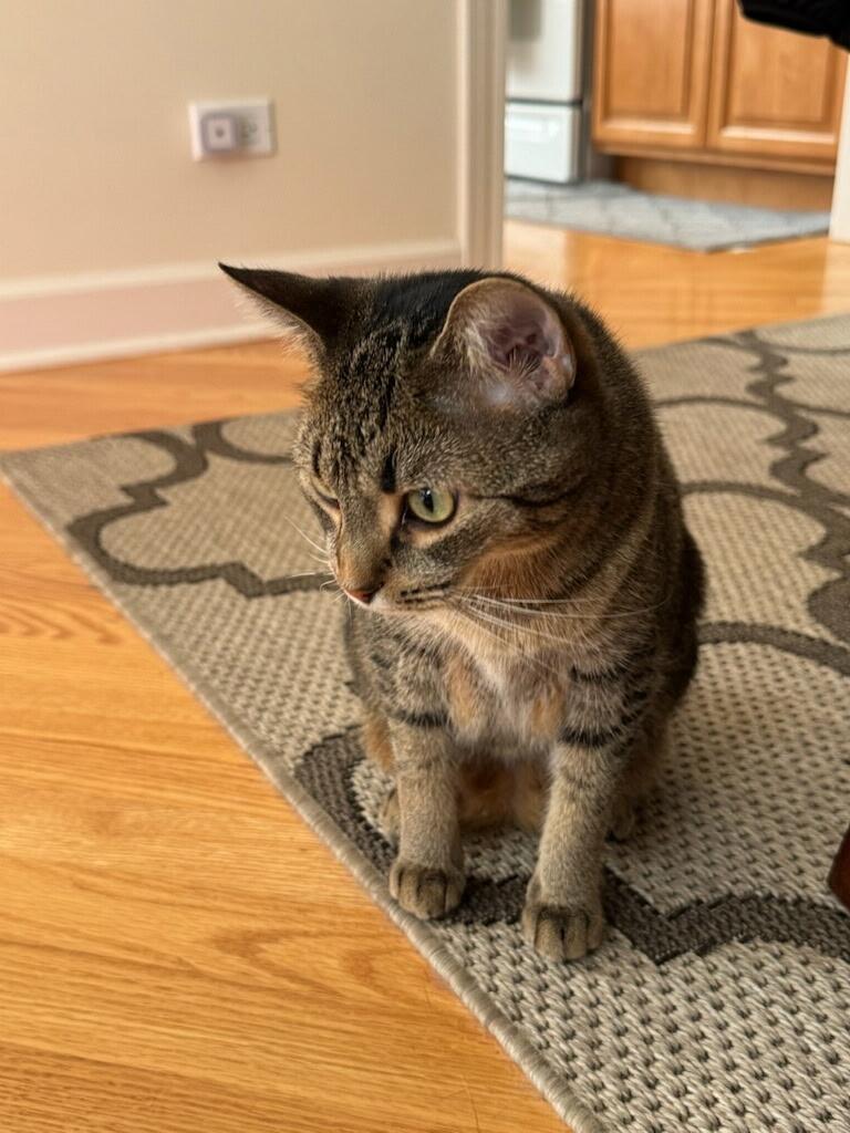 Enlarge Sassy, a Adopted Tabby in Wheeling, IL image 2/2