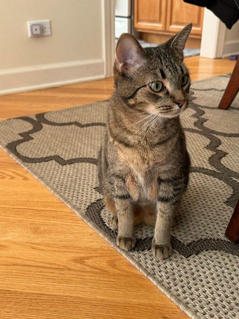 Sassy, Adopted, Adult Female Tabby.