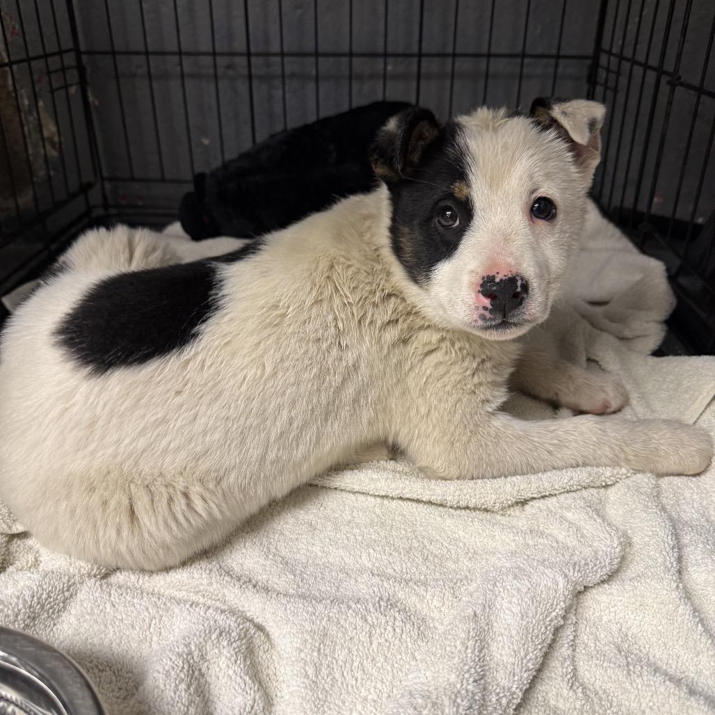 Enlarge Snoop, a Adoptable mixed breed in Homewood, IL image 1/1