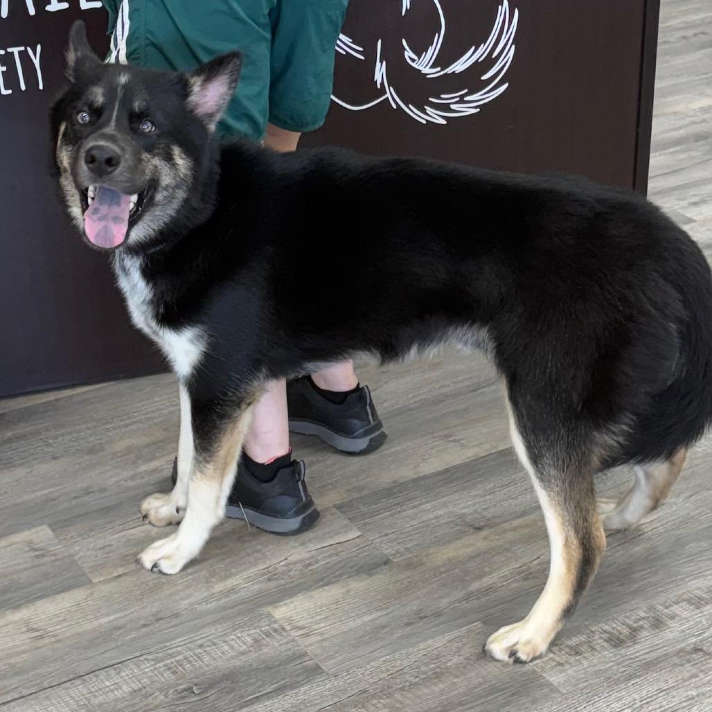 Xavier, ADOPTABLE, Young Male Husky.