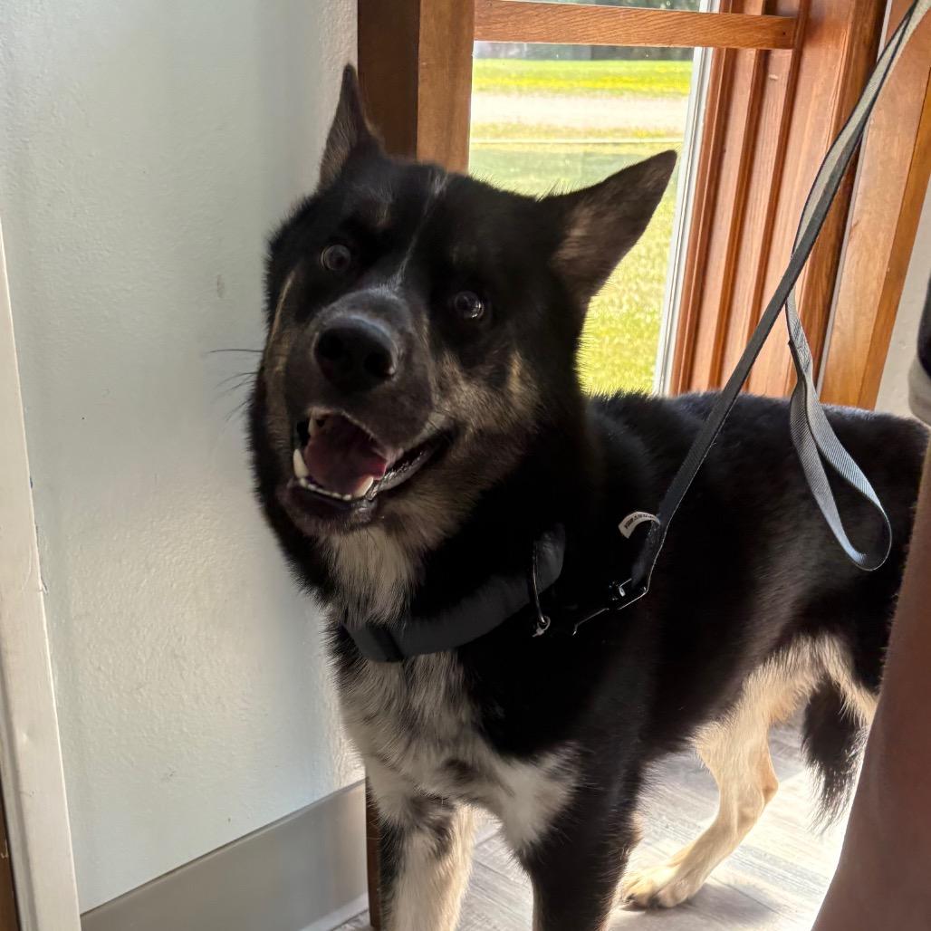 Xavier, a ADOPTABLE Husky in Crookston, MN image 3/3