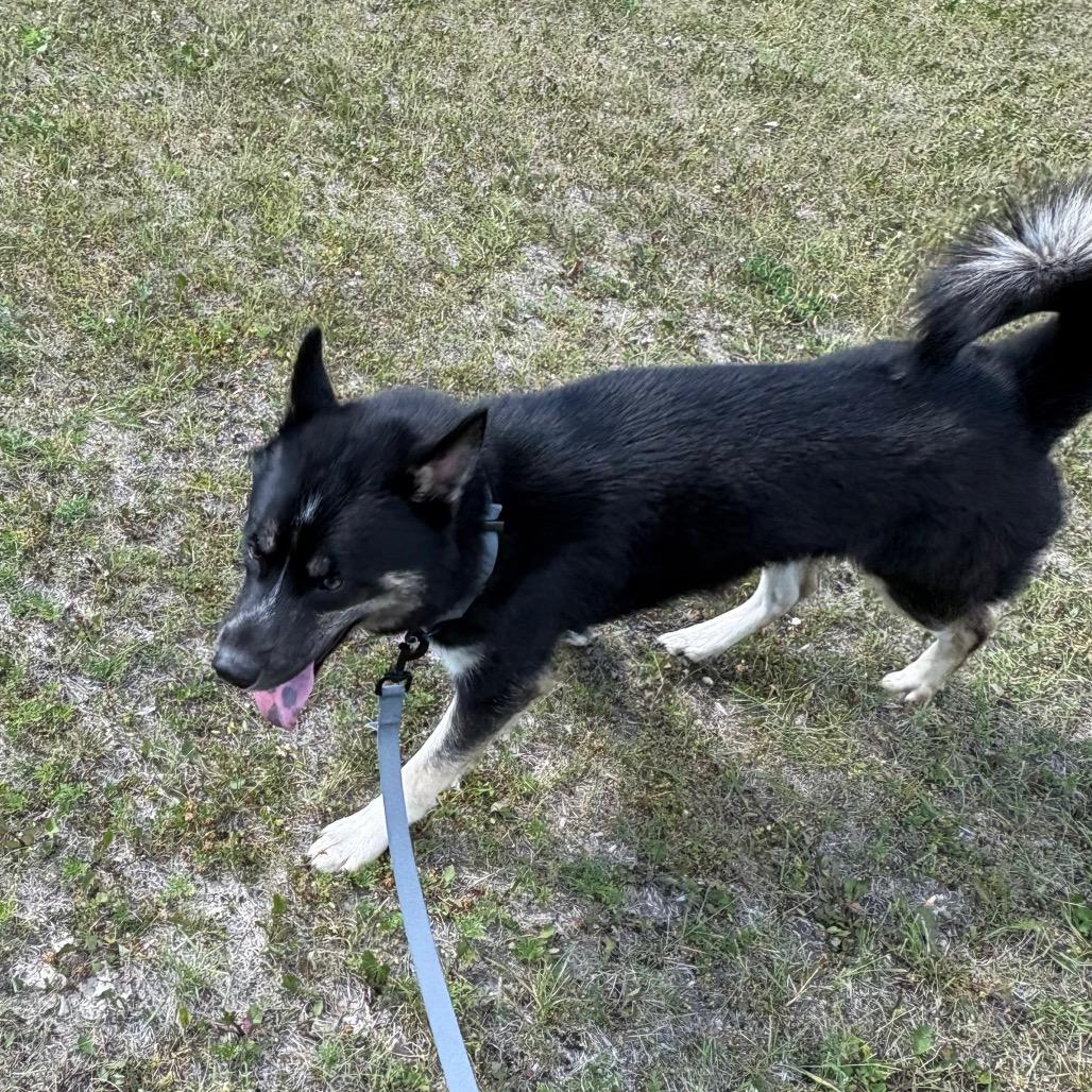 Xavier, a ADOPTABLE Husky in Crookston, MN image 2/3