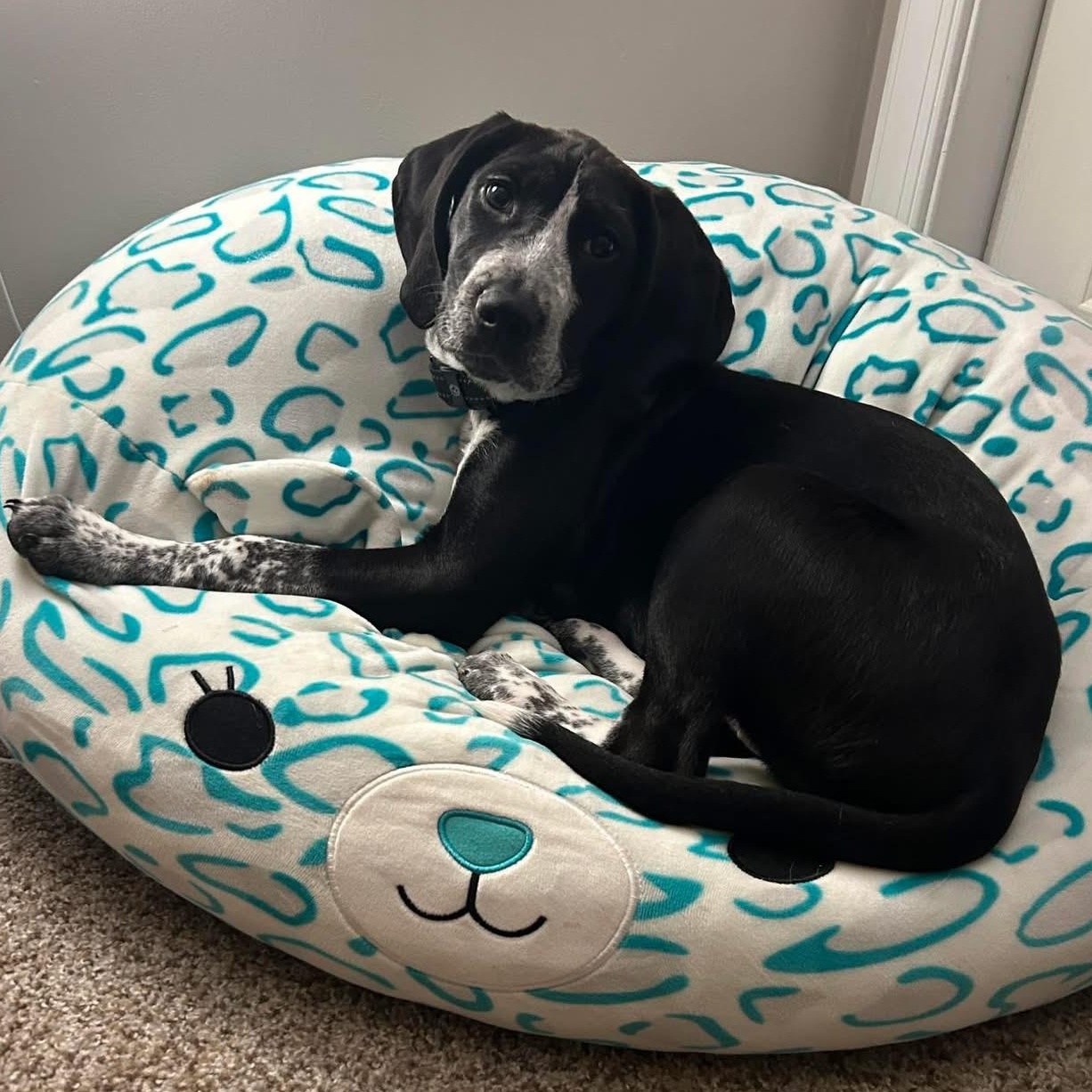 Enlarge MADDIE, an adopted mixed breed in Schnecksville, PA image 3/3