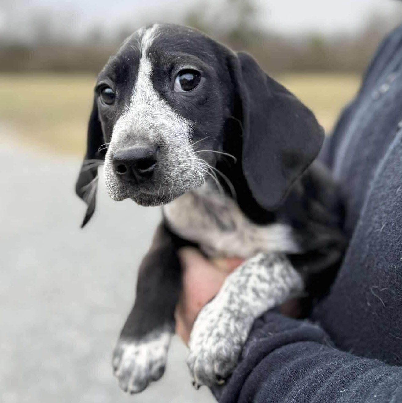 Enlarge MADDIE, an adopted mixed breed in Schnecksville, PA image 1/3