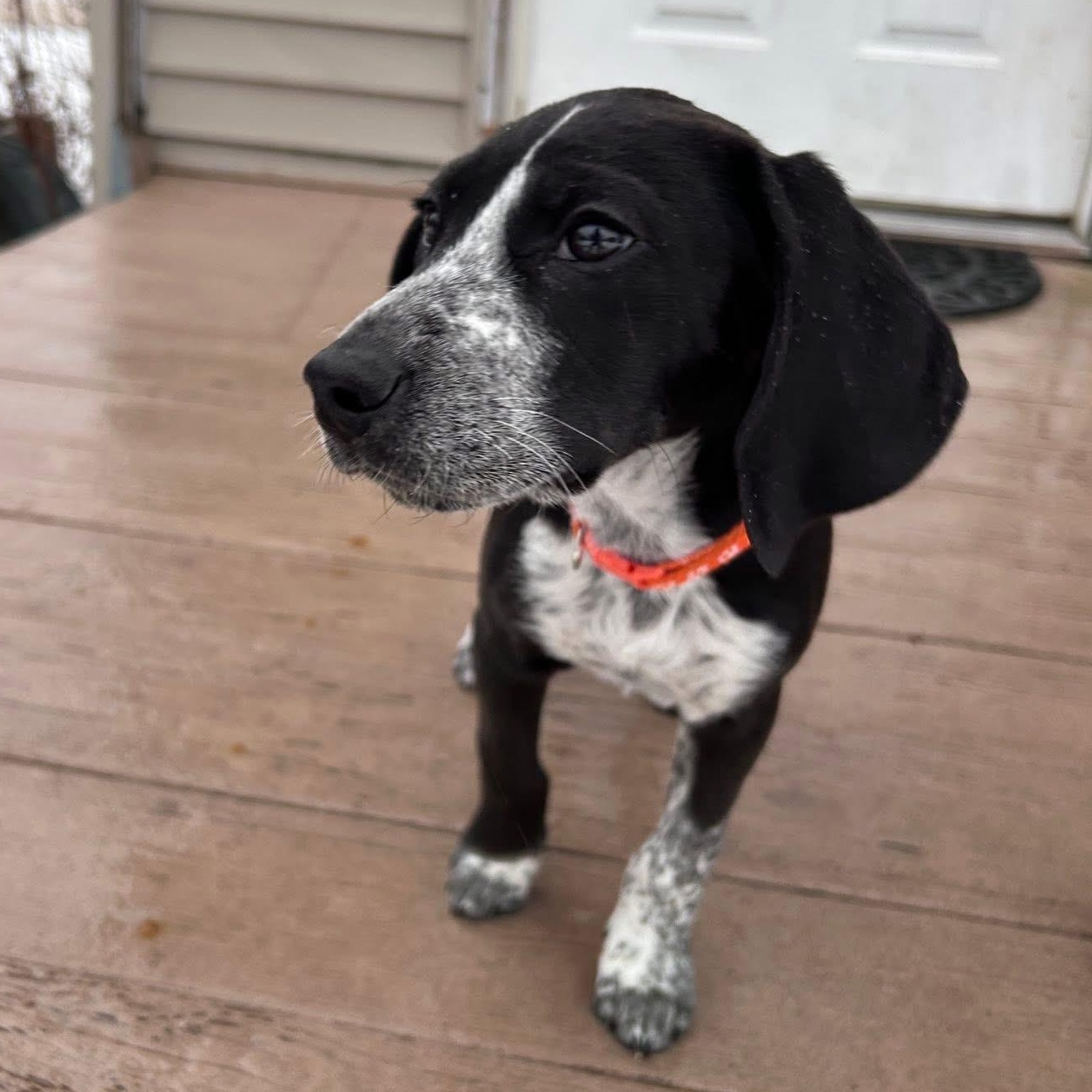 Enlarge MADDIE, an adopted mixed breed in Schnecksville, PA image 2/3