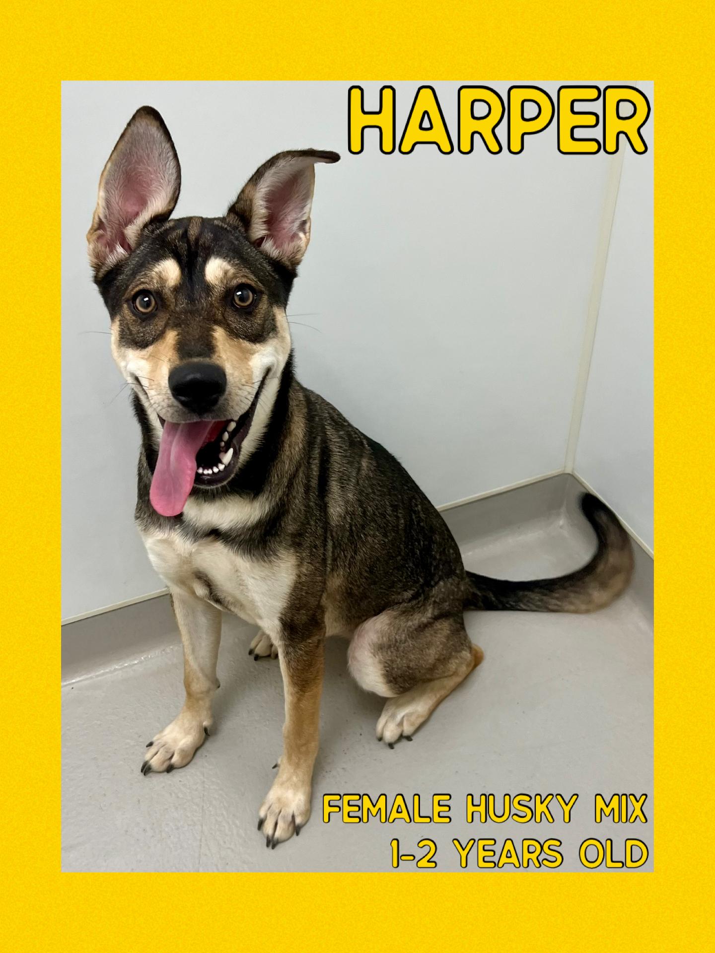 Harper, a Adoptable mixed breed in Danville, IN image 1/4
