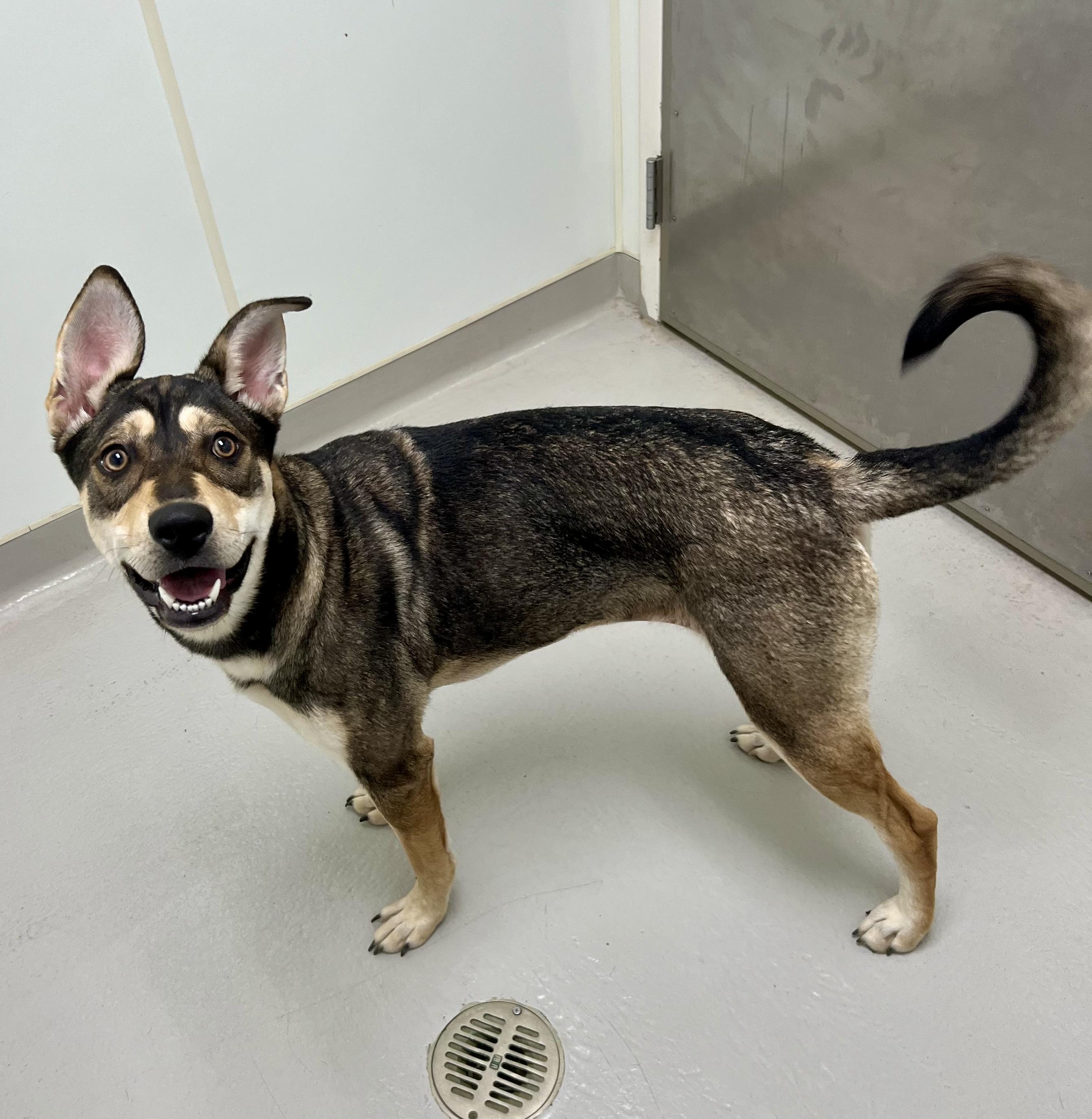 Harper, a Adoptable mixed breed in Danville, IN image 2/4