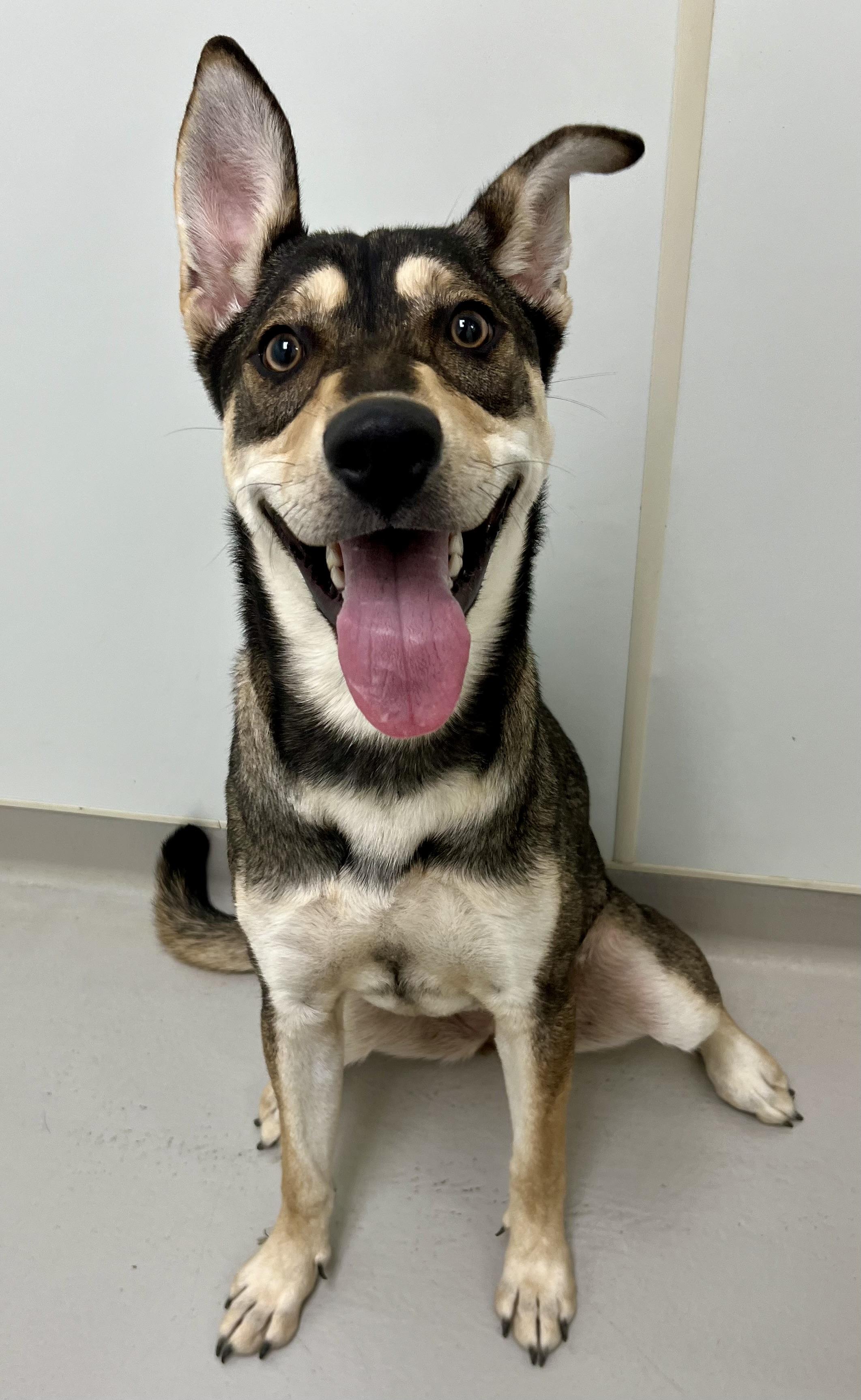 Harper, a Adoptable mixed breed in Danville, IN image 3/4