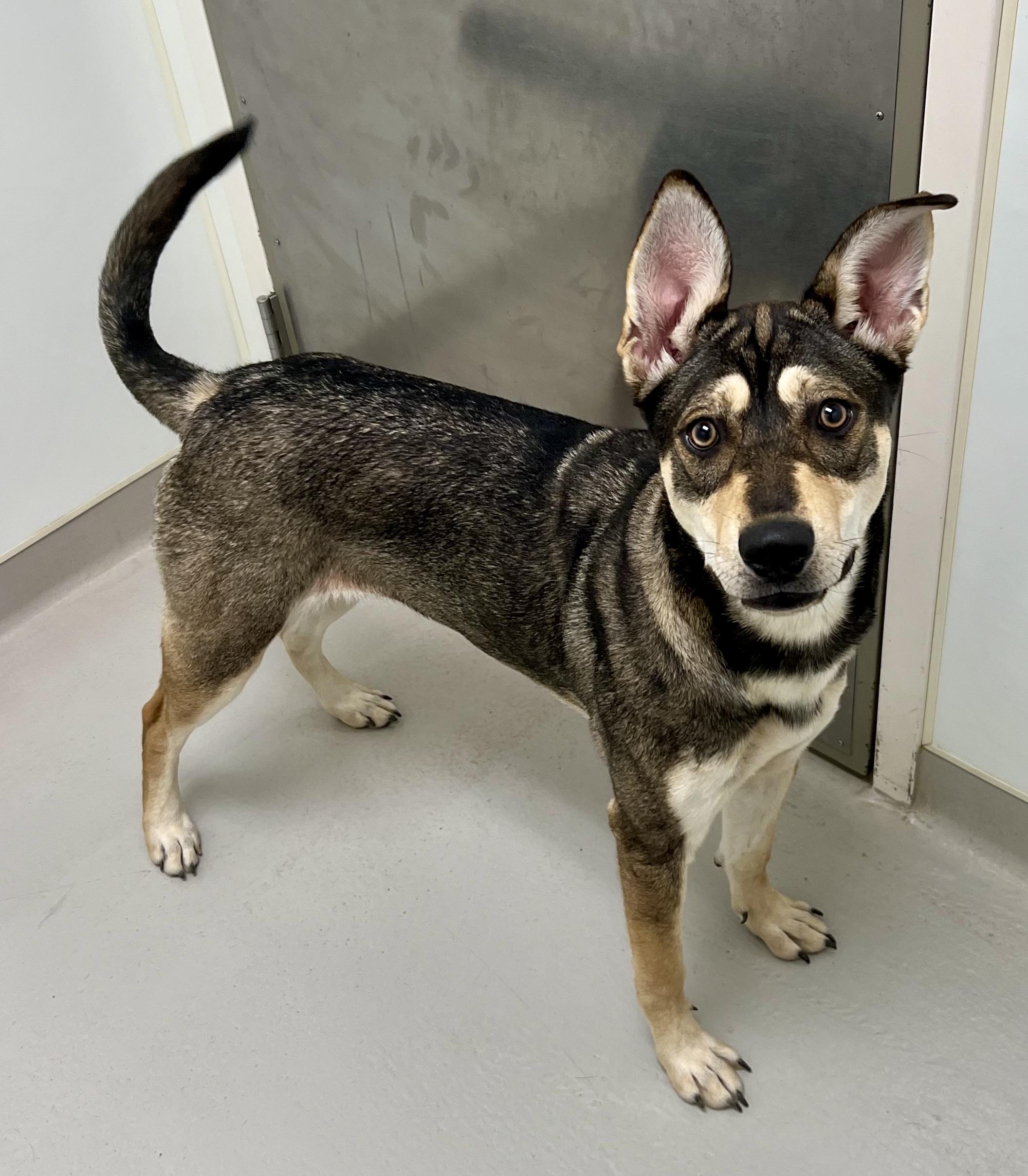 Harper, a Adoptable mixed breed in Danville, IN image 4/4