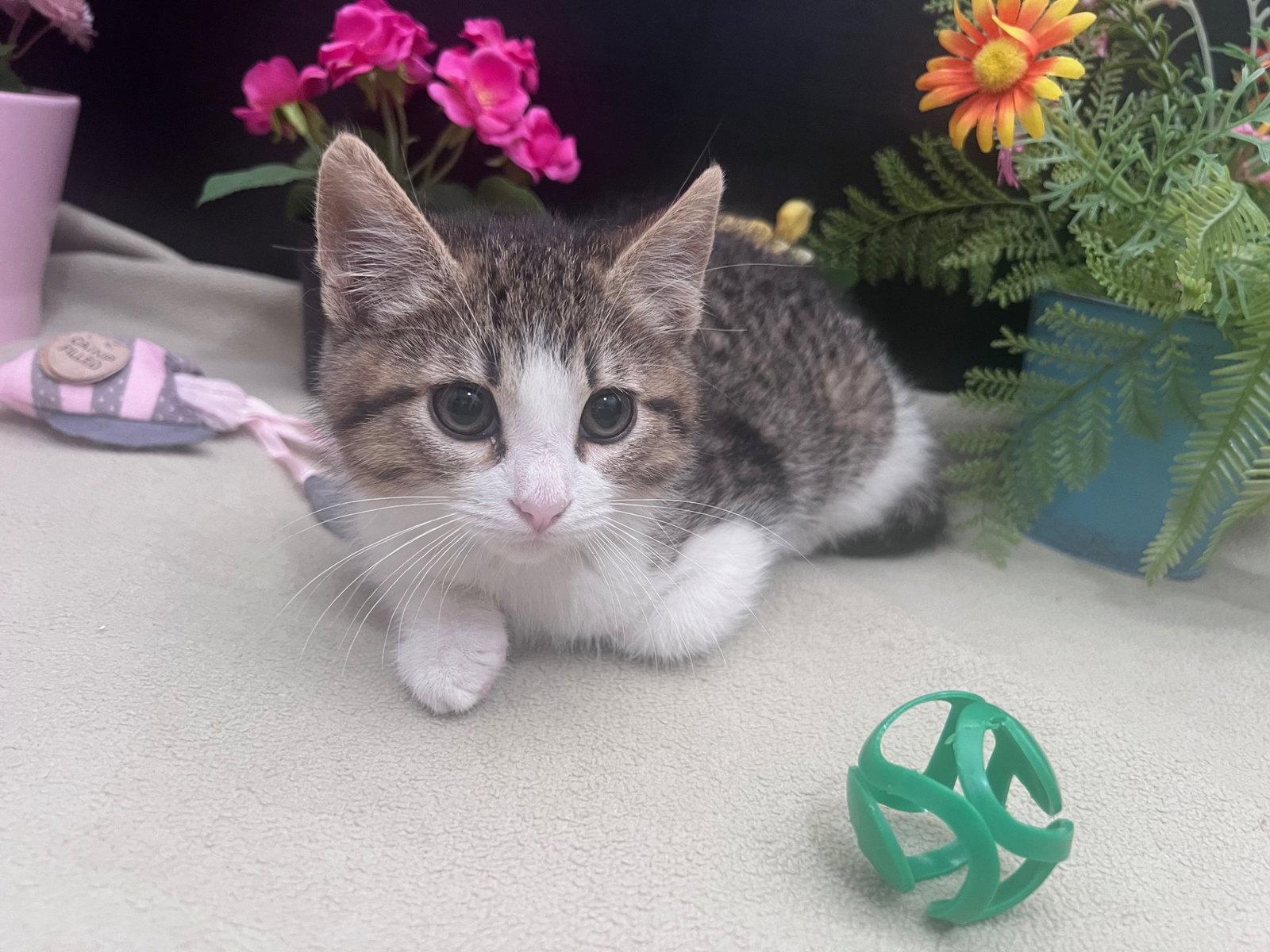 Fennel, Adoptable, Kitten Male Domestic Short Hair & Tabby.