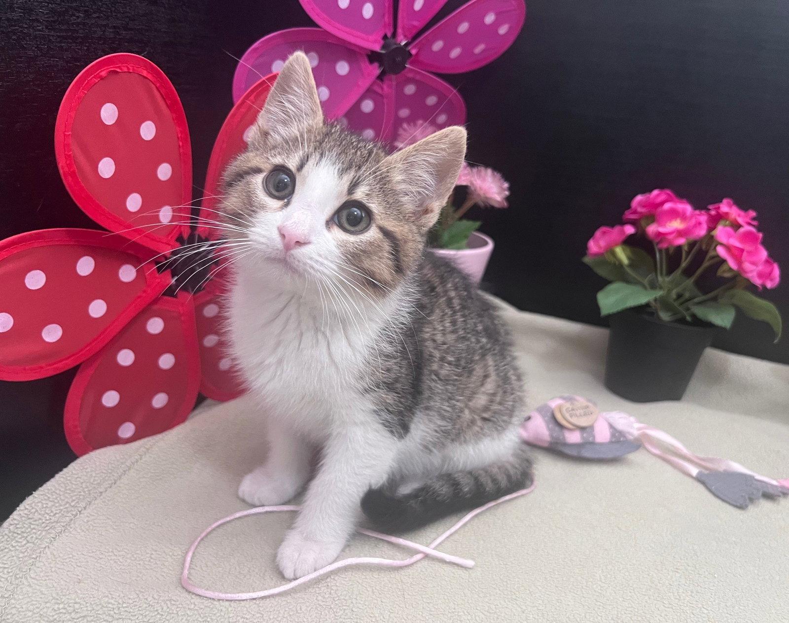 Enlarge Fennel, a Adoptable mixed breed in Fayetteville, GA image 2/3