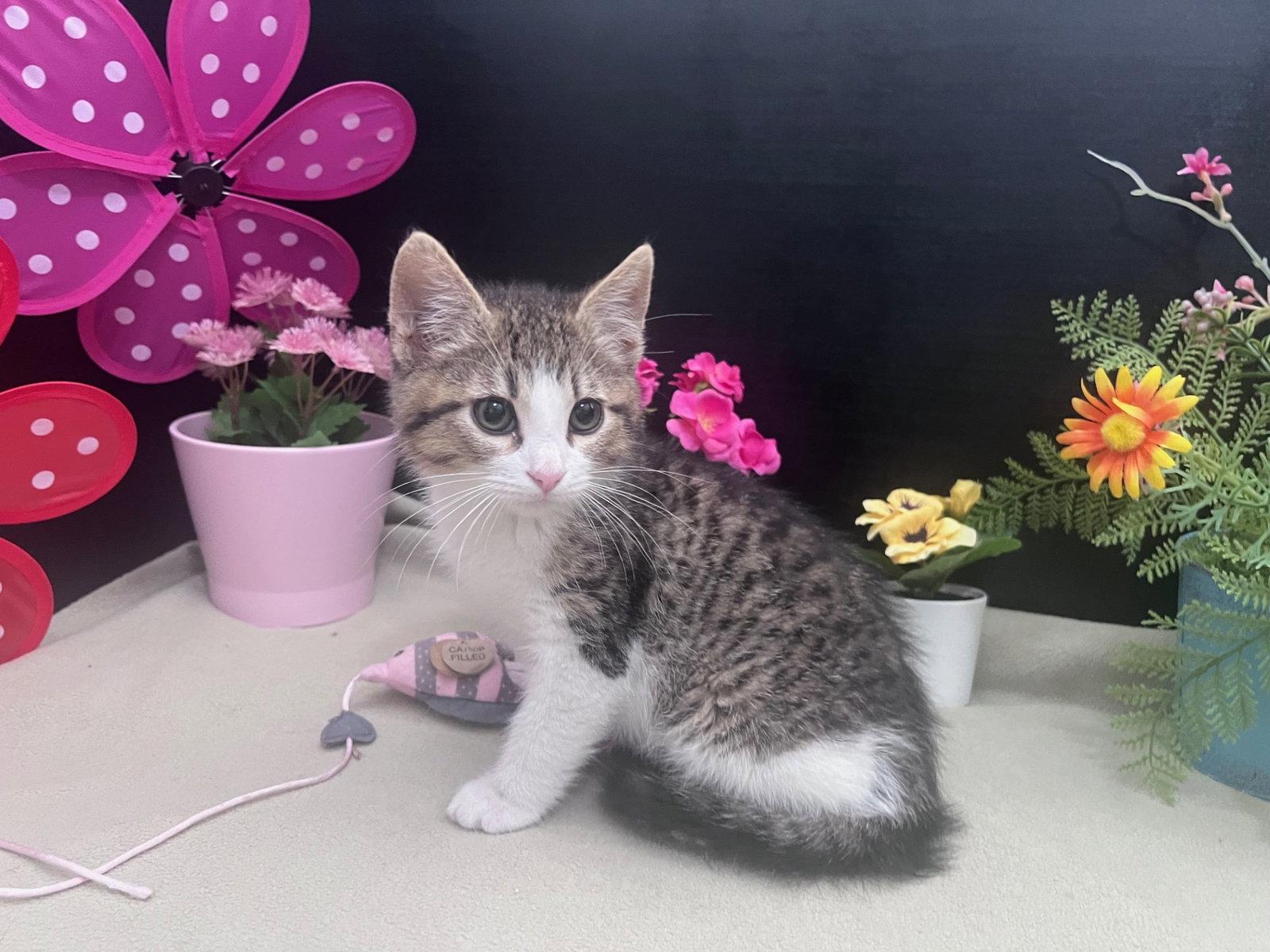 Enlarge Fennel, a Adoptable mixed breed in Fayetteville, GA image 3/3