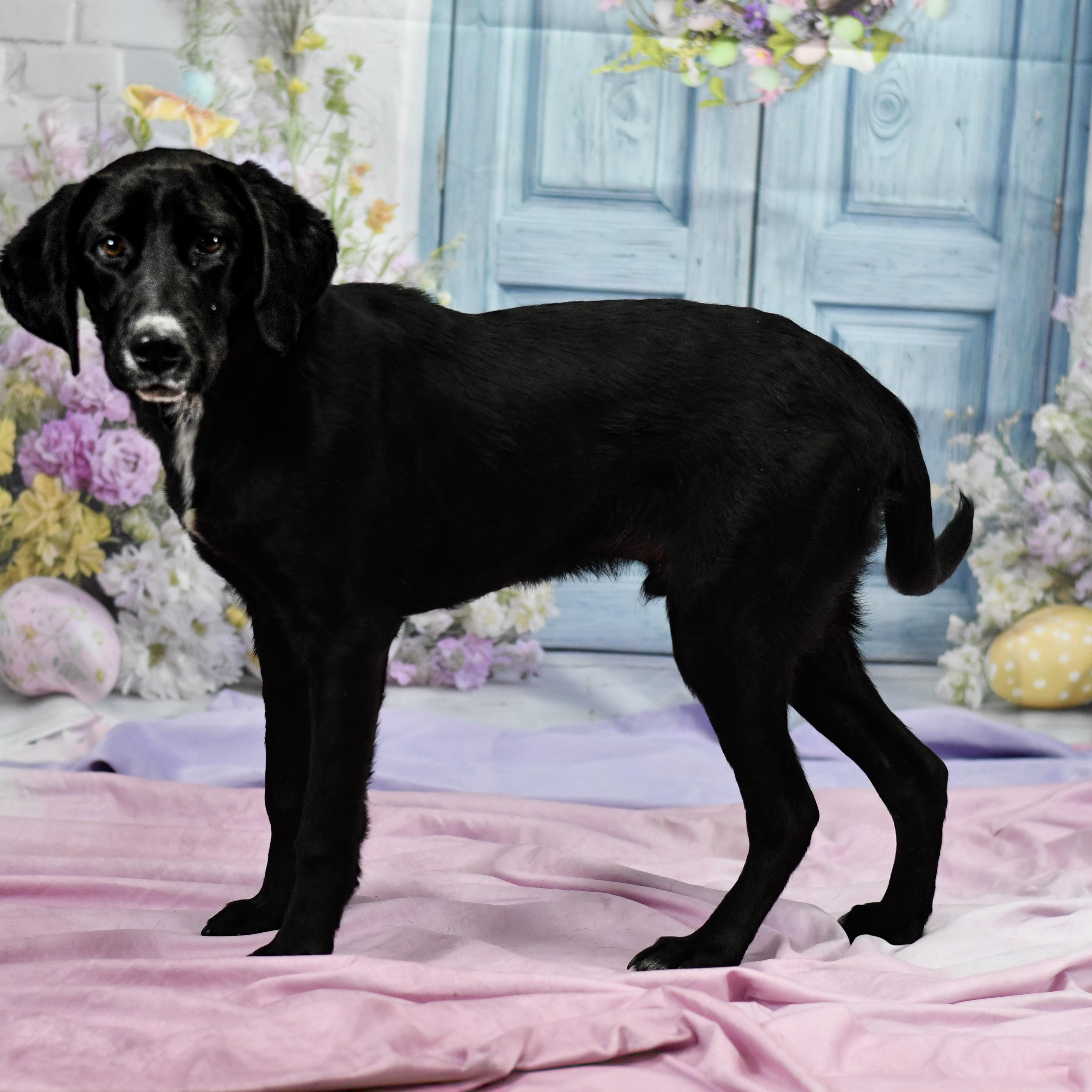 Enlarge Valentino, a ADOPTABLE mixed breed in Defuniak Springs, FL image 1/1