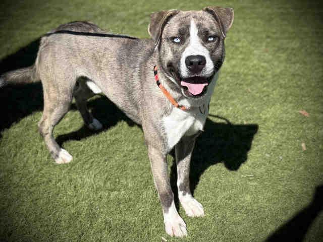 ZEUS, Adoptable, Young Male Pit Bull Terrier & Siberian Husky.