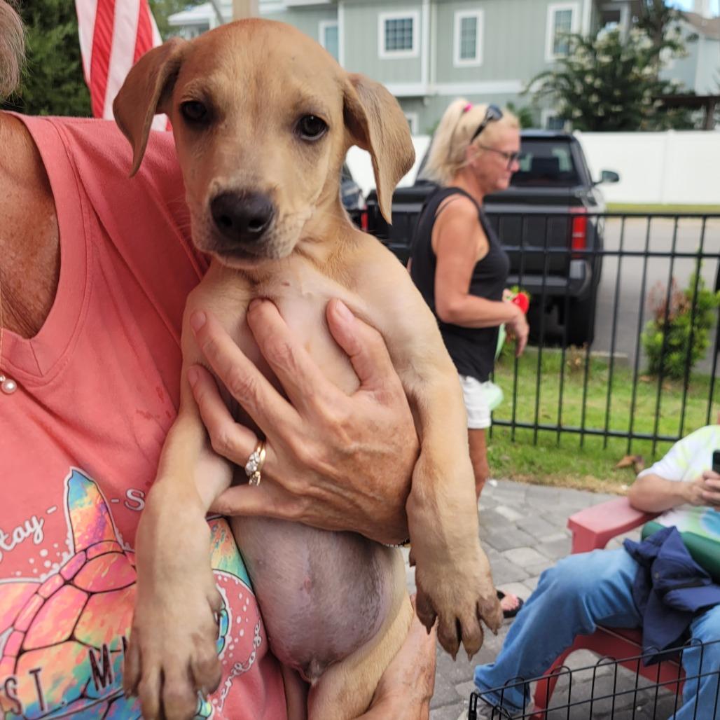 Barney, Adoptable, Puppy Female Mixed Breed.