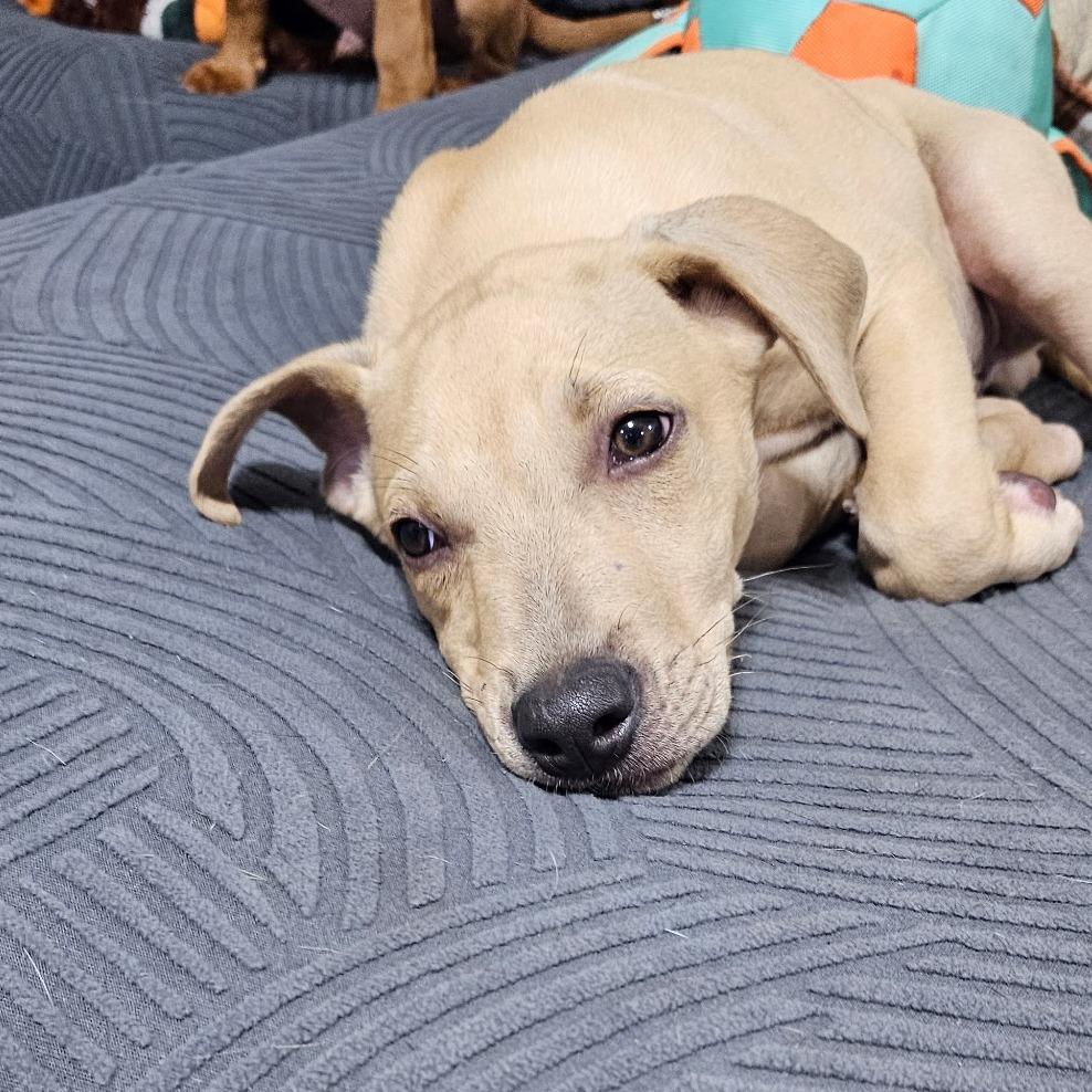Enlarge Barney, a Adoptable Mixed Breed in Myrtle Beach, SC image 2/3