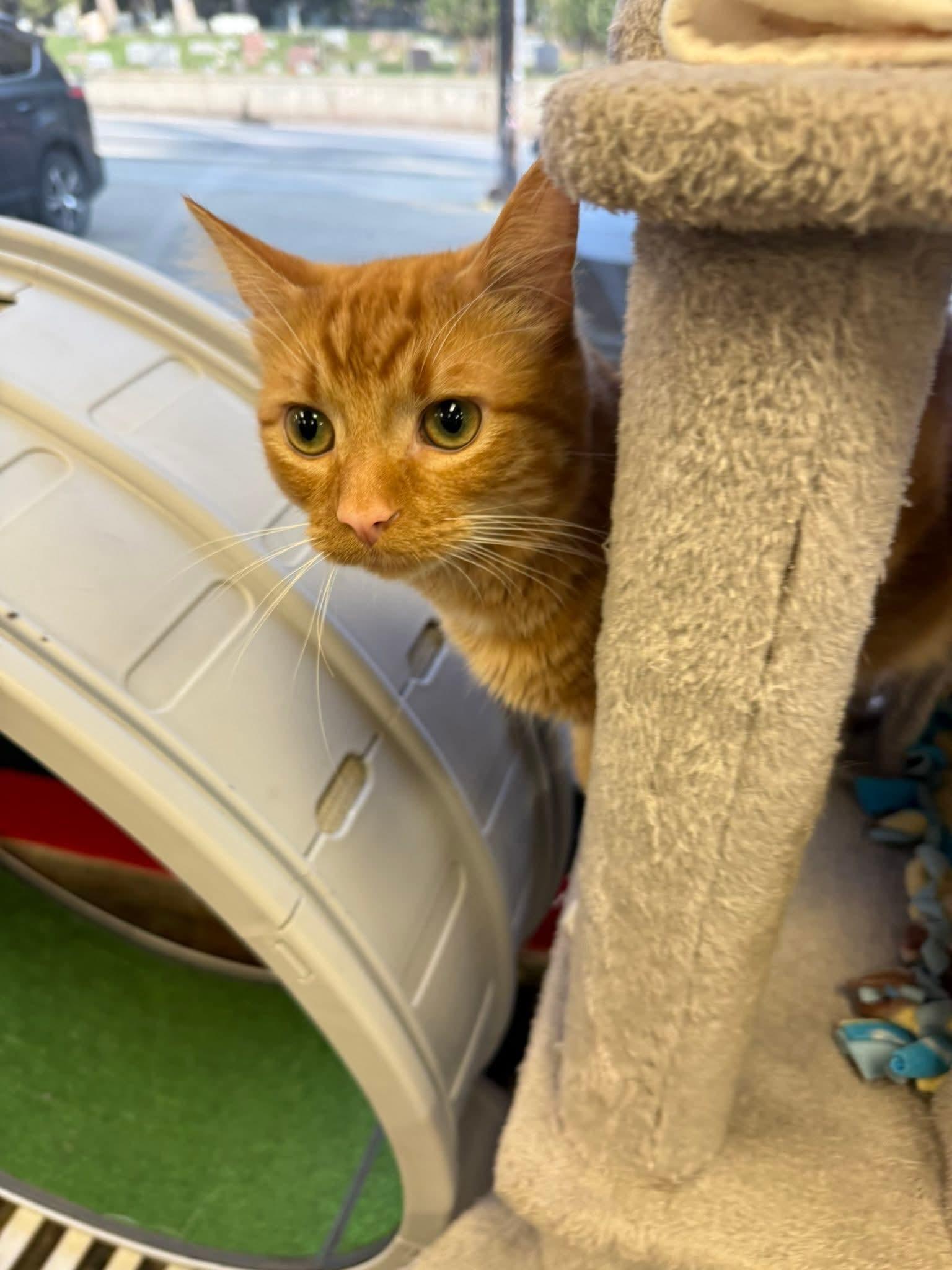 Enlarge Cheeto, an adopted Domestic Medium Hair in Hamburg, NY image 2/2