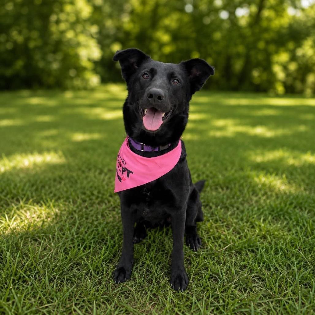 Luna 26-04-144, Adoptable, Adult Female German Shepherd Dog.