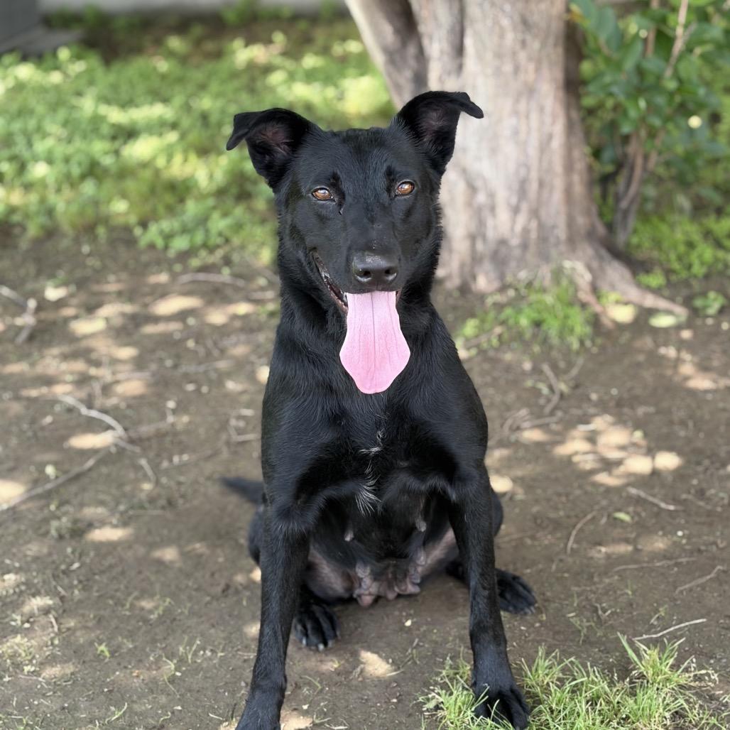 Enlarge Luna 26-04-144, a Adoptable German Shepherd Dog in Bastrop, TX image 6/6