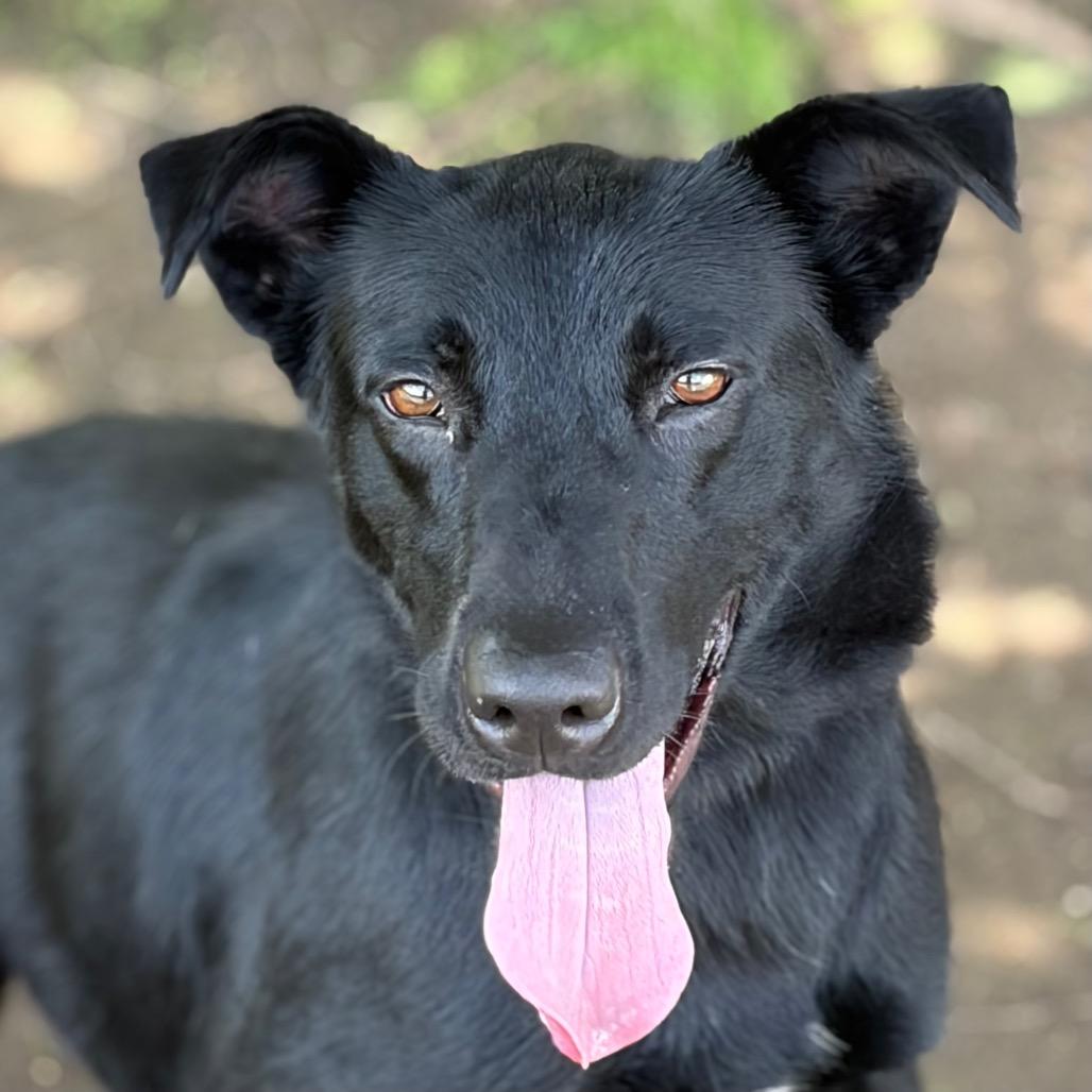 Enlarge Luna 26-04-144, a Adoptable German Shepherd Dog in Bastrop, TX image 6/6