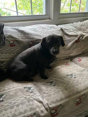 Enlarge Remy, a ADOPTABLE mixed breed in Kent, CT image 3/3