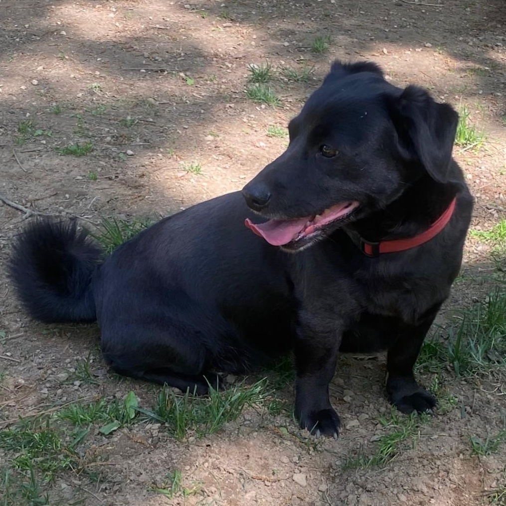 Enlarge Remy, a ADOPTABLE mixed breed in Kent, CT image 1/3