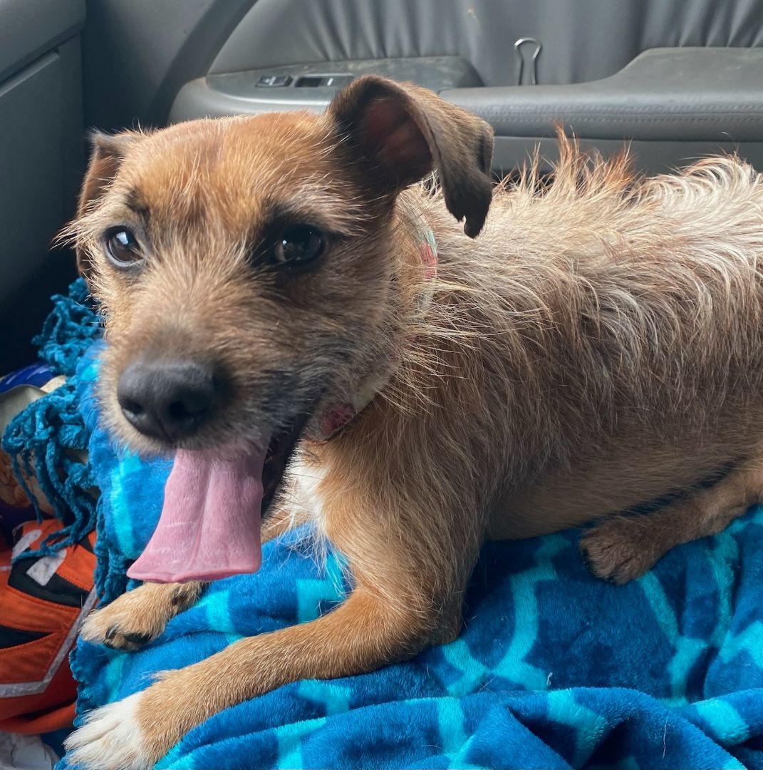Archie, Adopted, Young Male Terrier & Border Terrier.