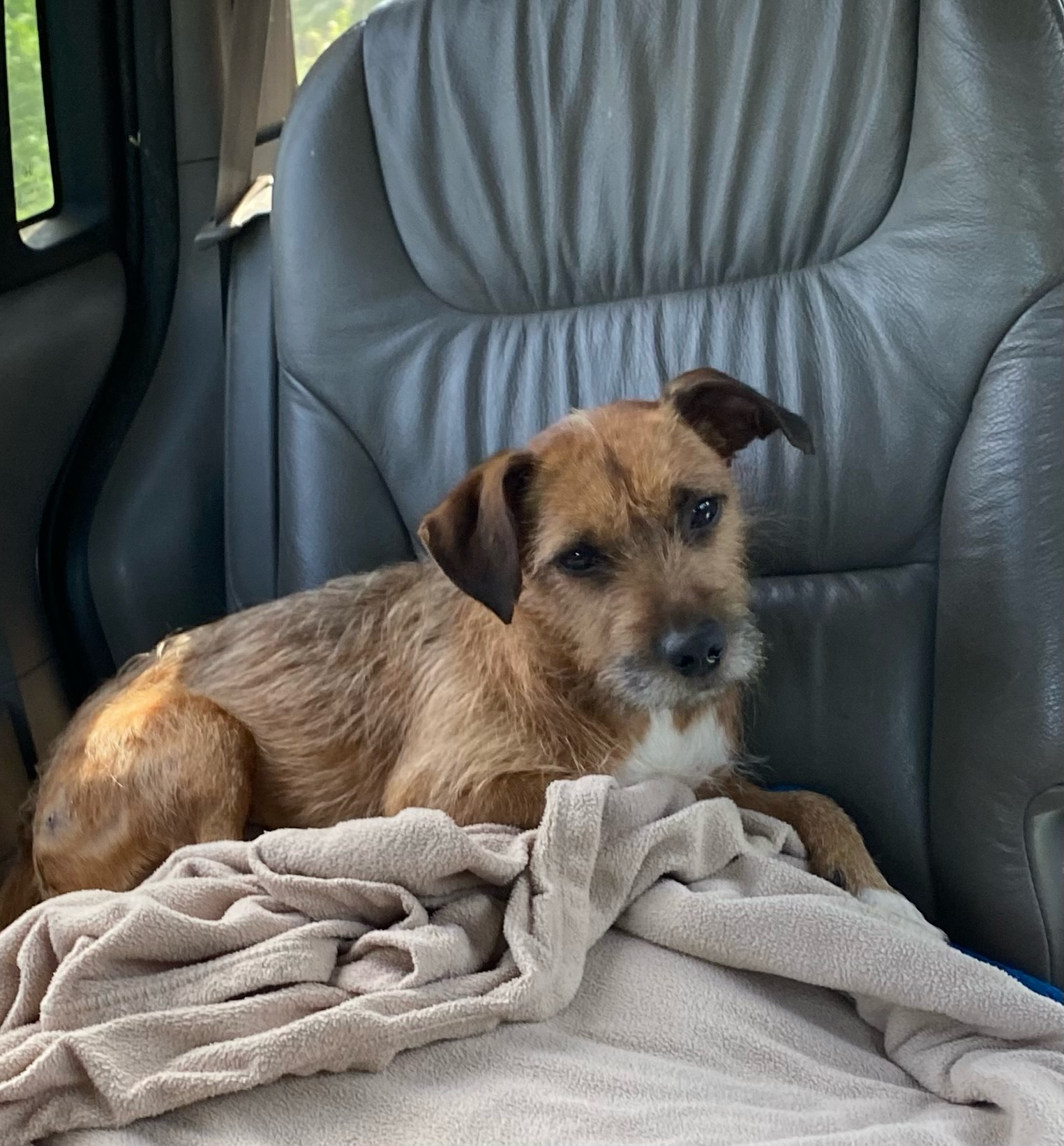 Archie, a Adopted mixed breed in Cumming, GA image 2/6