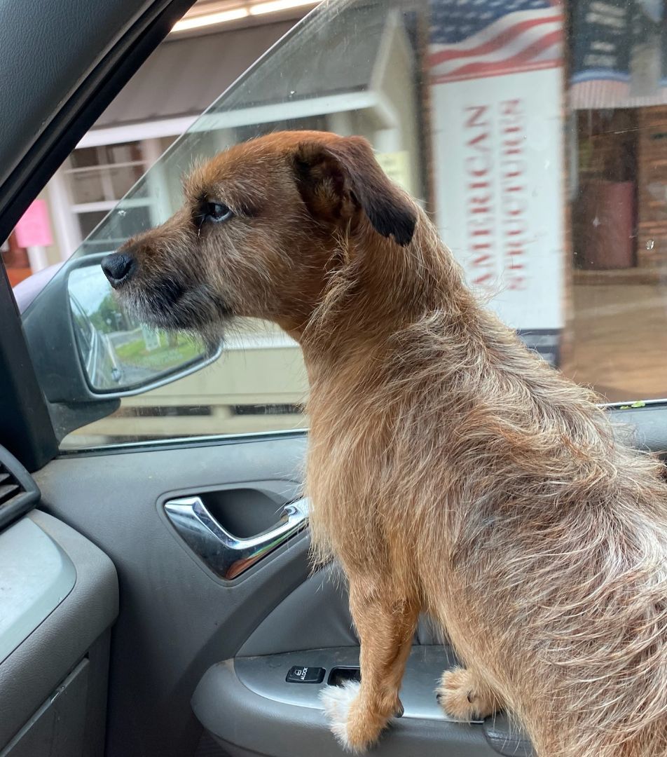 Archie, a Adopted mixed breed in Cumming, GA image 3/6