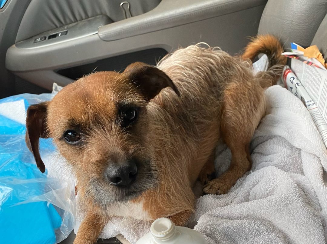 Archie, a Adopted mixed breed in Cumming, GA image 4/6