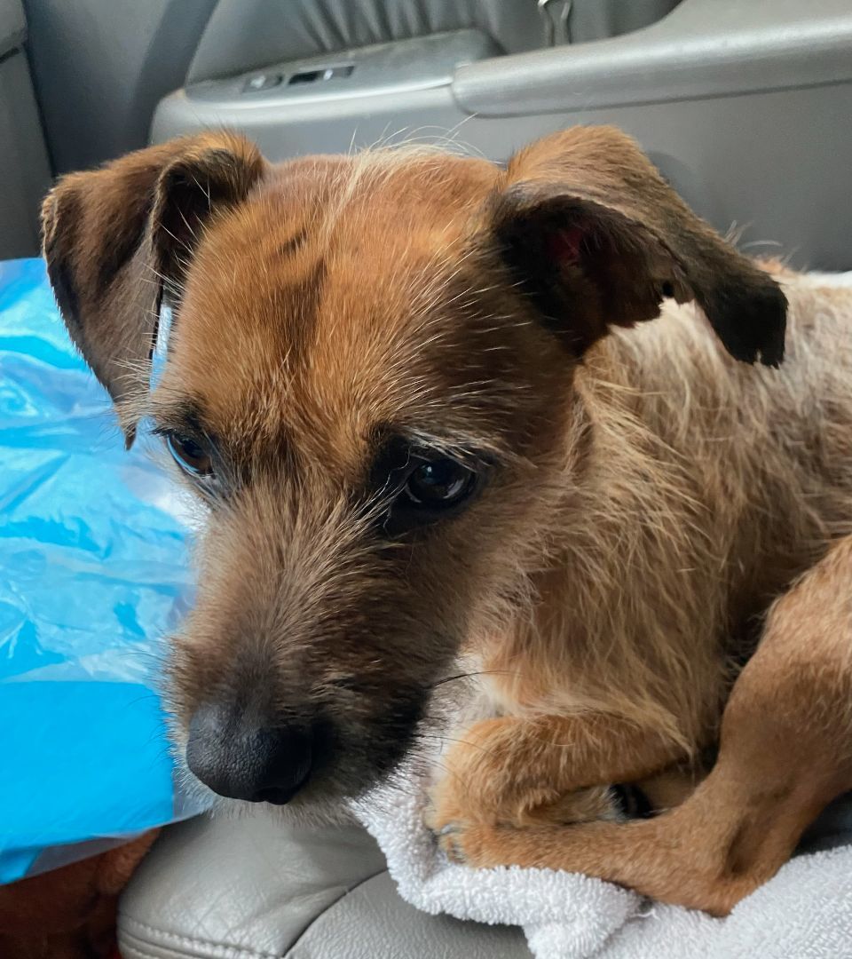 Archie, a Adopted mixed breed in Cumming, GA image 6/6