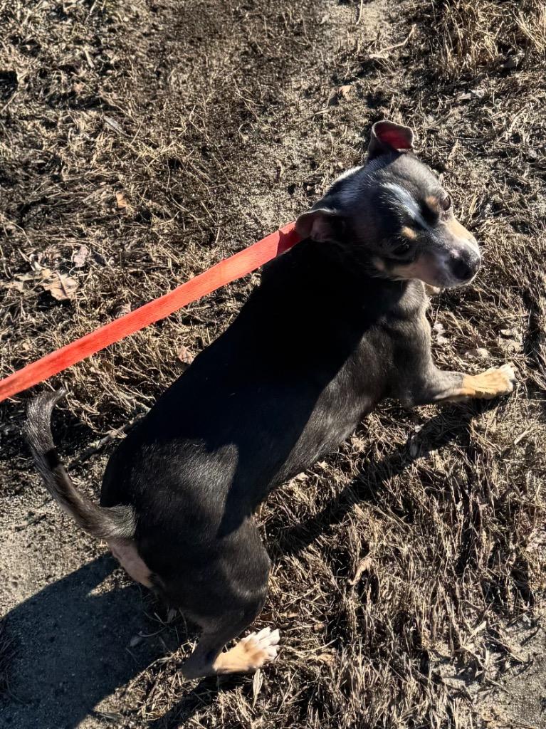 Enlarge Jelly Bean, a Adopted mixed breed in Canton, MA image 1/1