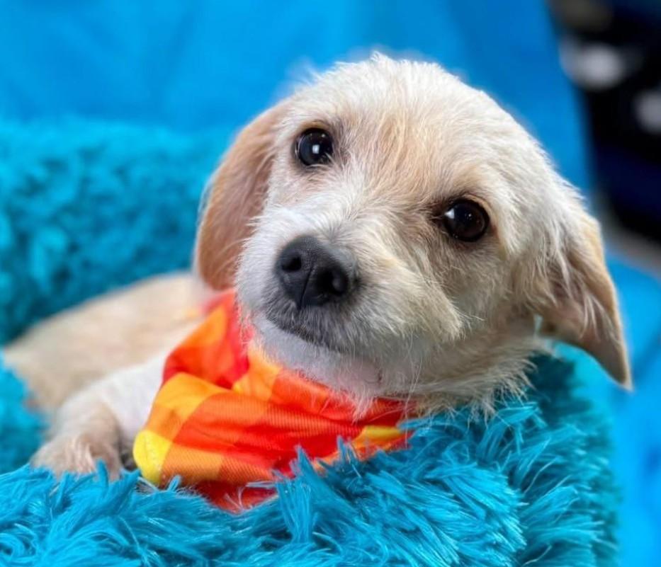 Mabel - Given away for free at a flea market - but she's over it! Next!