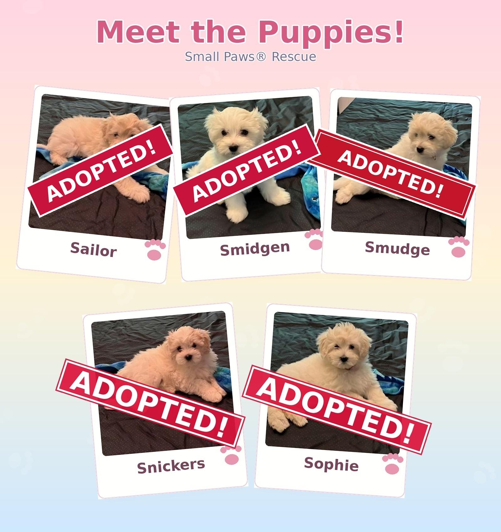 Adopted - Stella's Puppies - MI, ADOPTABLE, Puppy Male Bichon Frise.