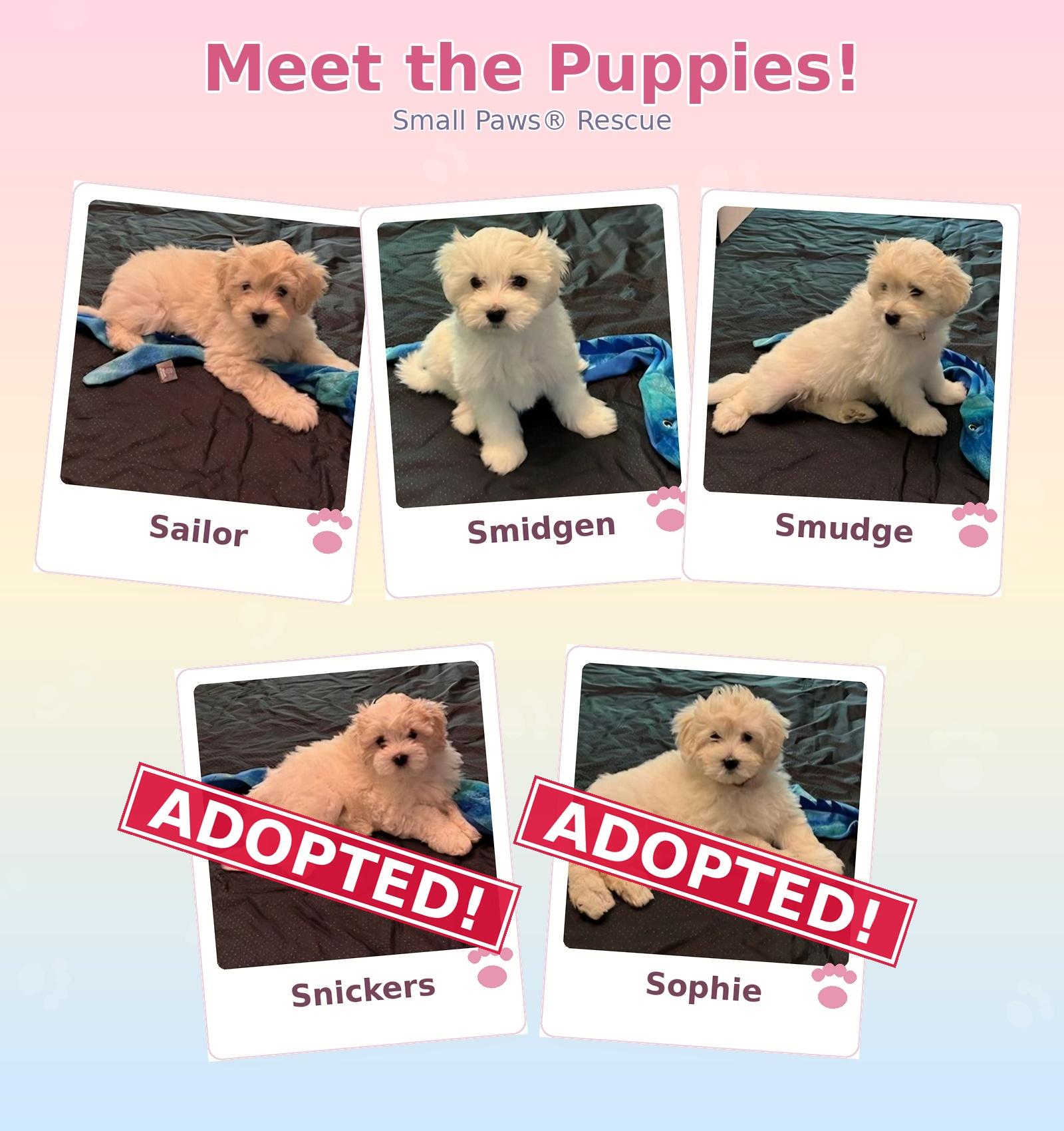Stella's Puppies - MI, ADOPTABLE, Puppy Male Bichon Frise.