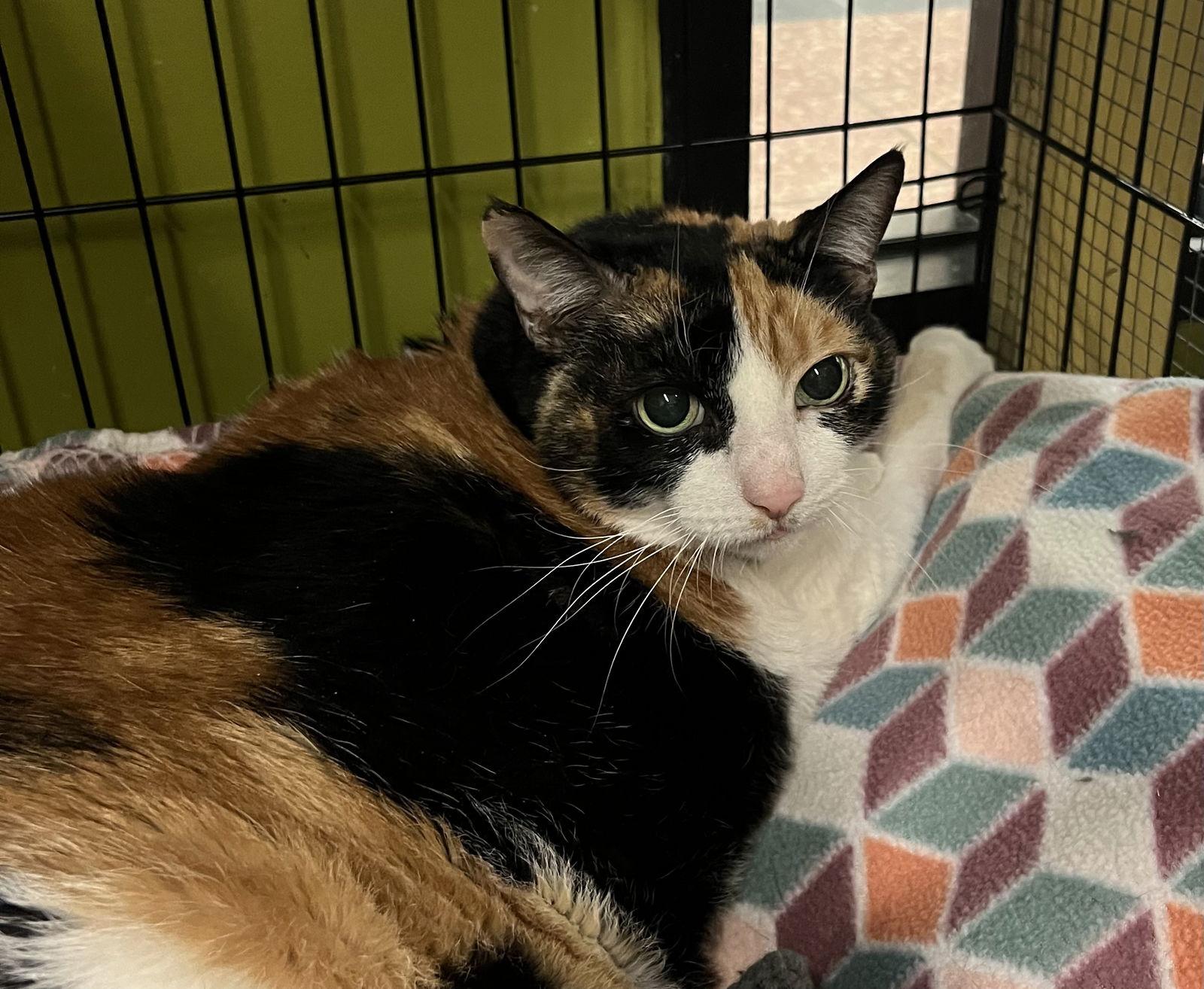 Enlarge Molly, a Adoptable Domestic Short Hair in Blasdell, NY image 1/1