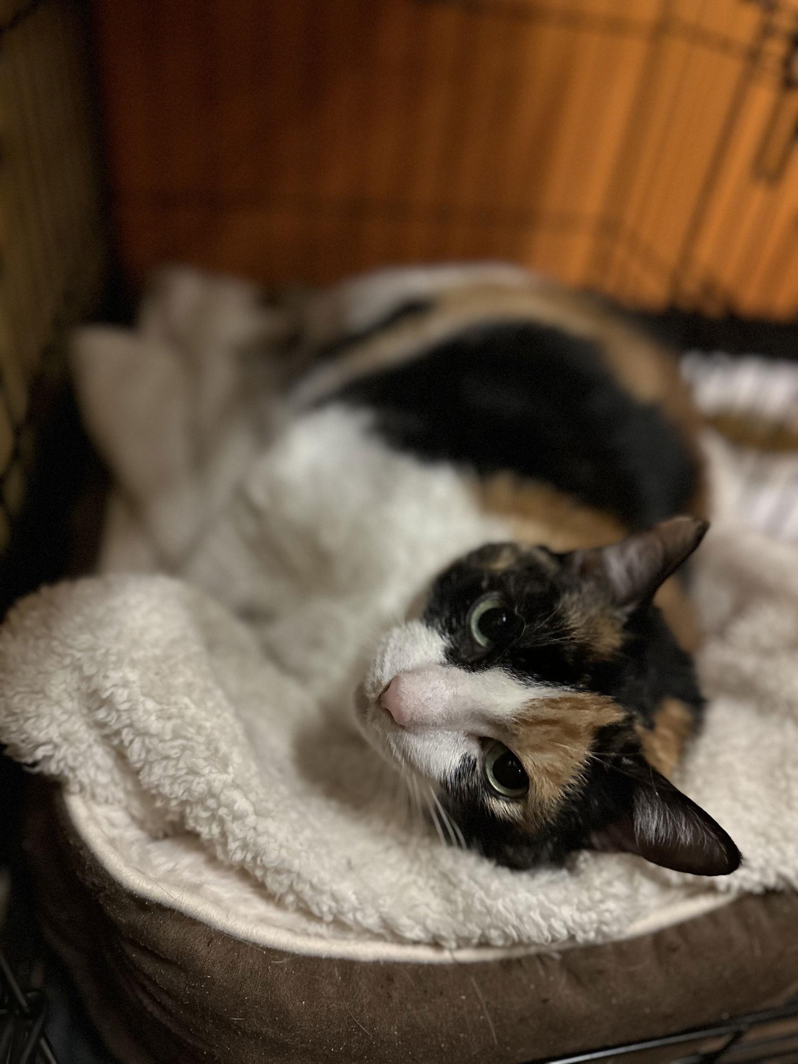 Molly, Adoptable, Adult Female Domestic Short Hair.