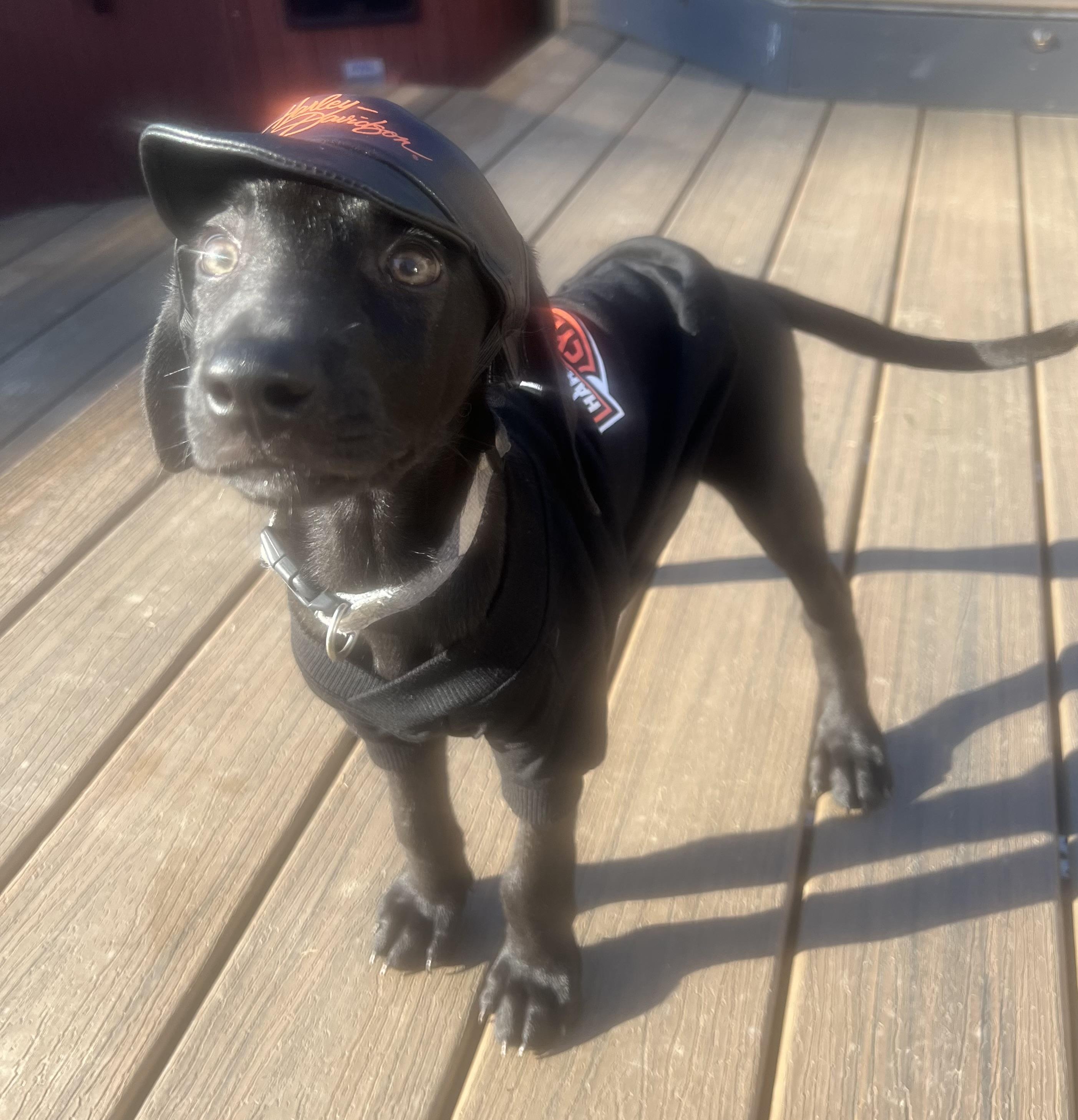 Ryder, Adoptable, Puppy Male Weimaraner & German Shepherd Dog.