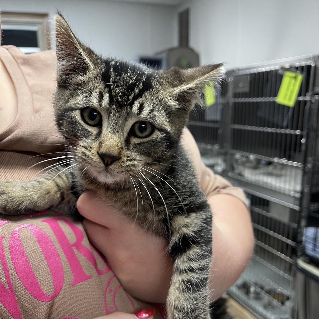 James, Adoptable, Kitten Male Domestic Short Hair.