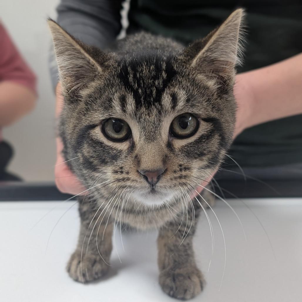 Enlarge James, a Adoptable Domestic Short Hair in Canton, IL image 3/3