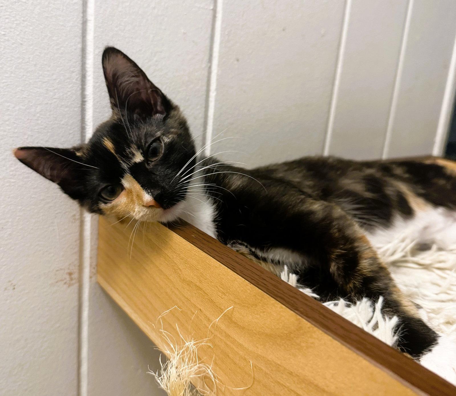 Penne, Adoptable, Kitten Female Calico & Domestic Short Hair.
